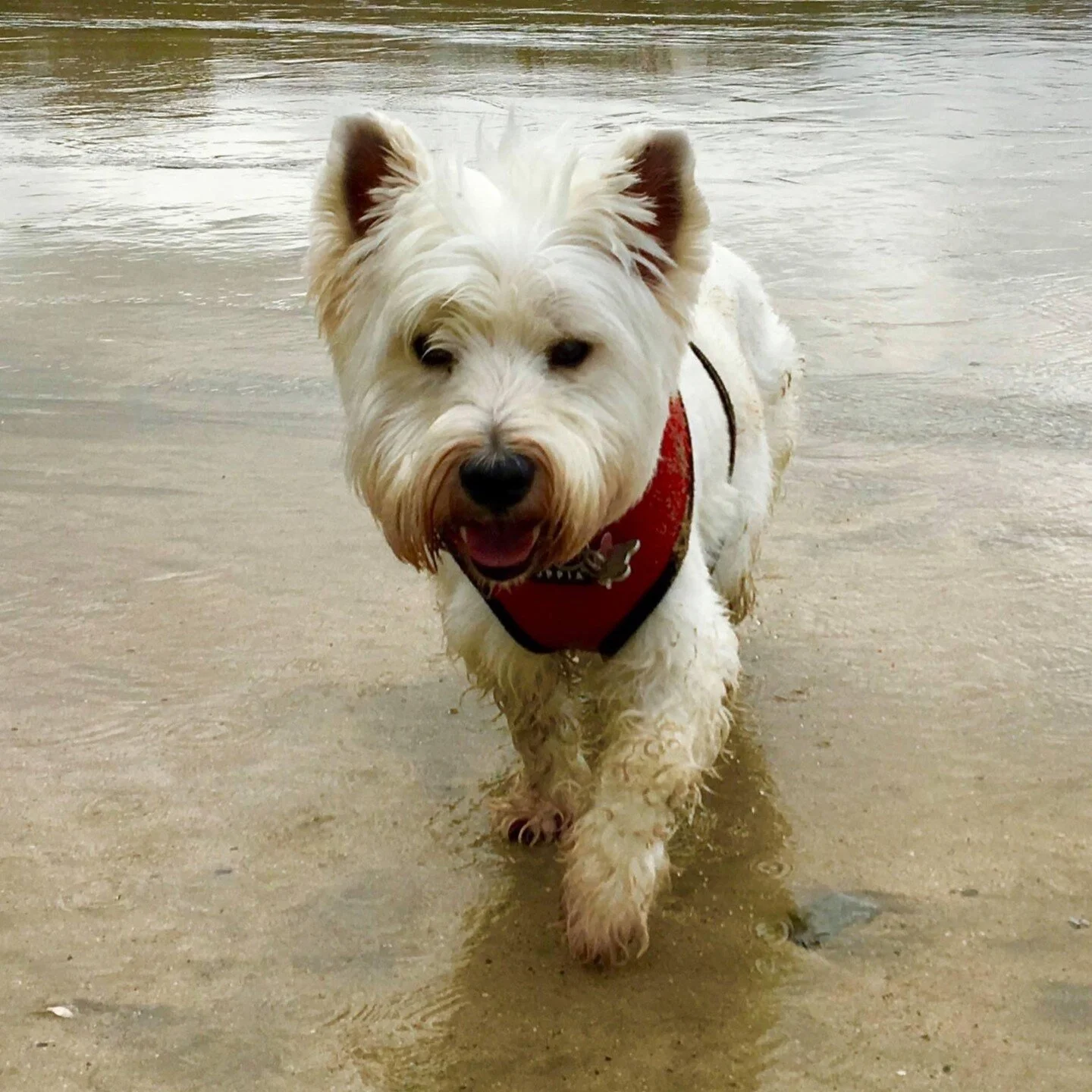 It is with great sadness that I write this post. We lost one of our Westie’s, Archie, in the early hours of today. Some of you already know but other may not, that he has had an Insulinoma of the Pancreas for the last 5 years. For the last 9 mo