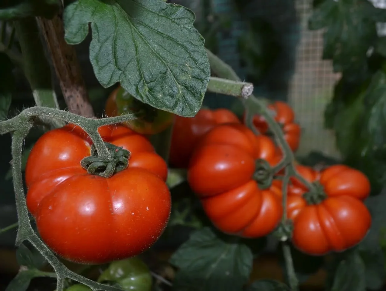 Wishing a great day to all the National Vegetable Society, Ireland growers and winners at the Moate Agricultural Show today.
These tomatoes are part of this year's crop grown by NVS member Noel Cavanagh who told us he has been using our Goulding Plan