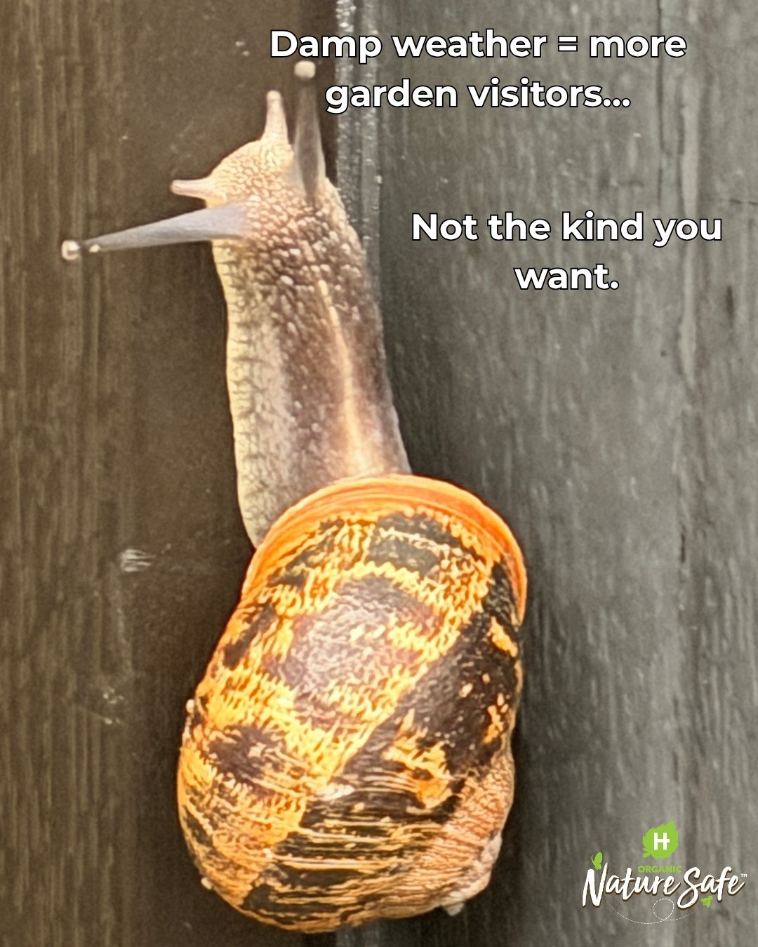 Damp weather following our recent spells of sunshine is bringing slugs and snails back into the garden &mdash; but you can stop them in their tracks 🌿

Our Slug &amp; Snail Barrier is made from crushed Oyster shell, an organic, natural solution that