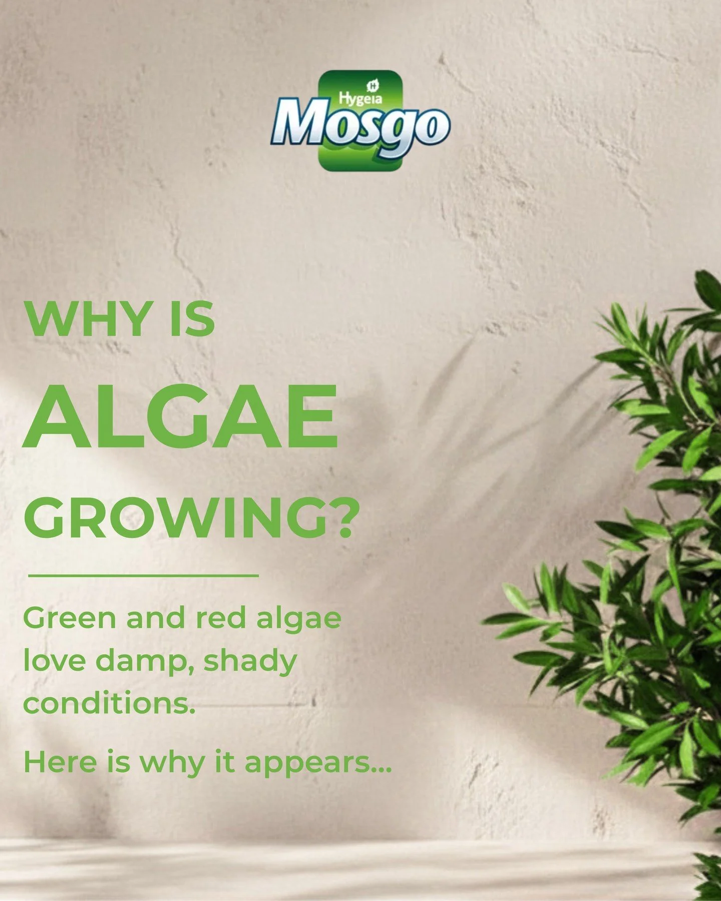 Red and green algae ruining your walls? Here's the fix. 👇

🧱✨ Meet Mosgo Algae Remover Dual Active &ndash; the easy way to tackle algae and moss discolouration on exterior walls and hard surfaces.

✔️ Specially formulated to target red and green al