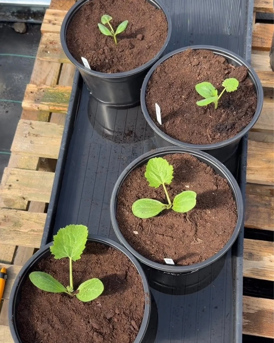 Fresh pots, fresh compost, and courgettes ready to grow! 🌱🪴

Repotting is a great way to give young plants the space they need to establish strong roots and keep growing. These courgettes were repotted using Goulding Seaweed Enhanced Compost - enri