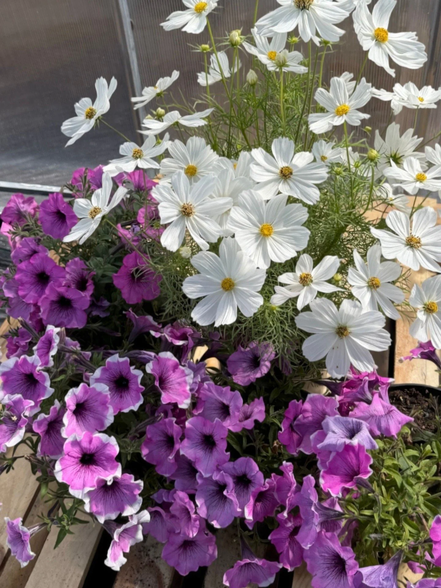 Give your plants the right foundation - good compost and the right feed can make all the difference 🌸 

Give your plants a strong start with quality compost to support healthy root development, then keep them nourished with regular feeding throughou