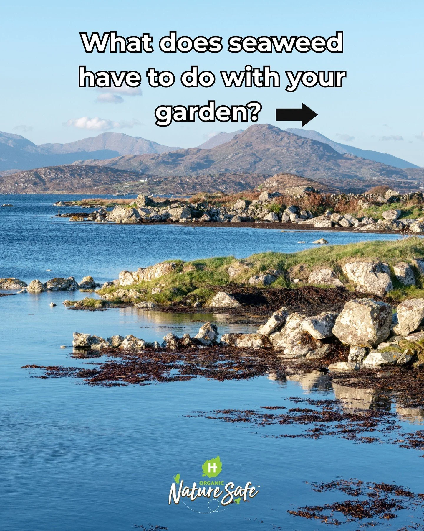 What does seaweed have to do with your garden?

More than you might think! 

Our Nature Safe and Goulding ranges are seaweed-enhanced, bringing the benefits of Wild Atlantic Seaweed to your garden.

From the Atlantic coast to your plants, discover th