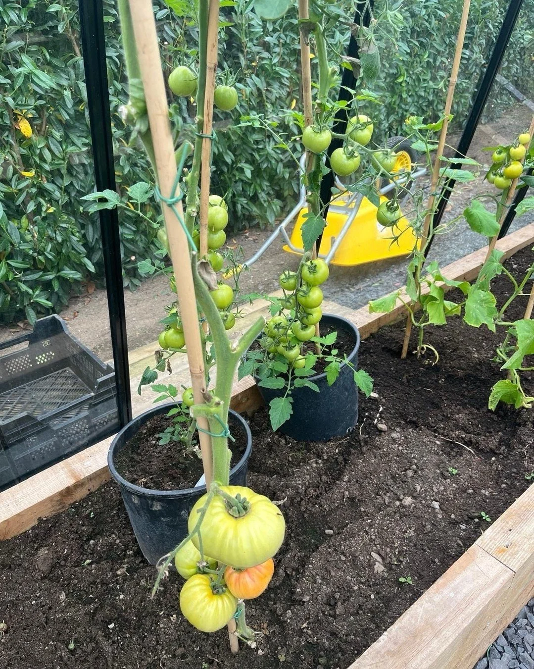 September in the garden

September is a busy month in the vegetable garden, with many crops still producing well despite the cooler temperatures.

Tomatoes can continue to ripen into September, but as temperatures and daylight decrease, growth will g