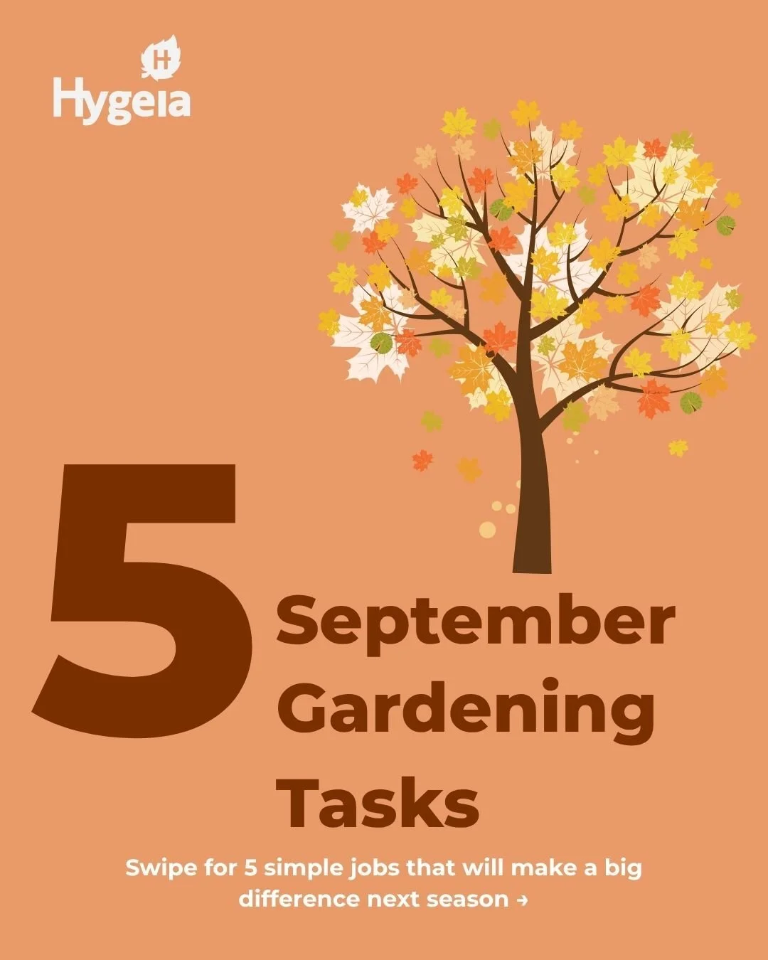 September is one of the busiest and most rewarding months in the garden. A few simple jobs now can lead to healthier plants, stronger lawns and beautiful spring displays.

This month: 🌷 Plant spring bulbs ✂️ Deadhead flowers 🥕 Harvest late crops 🌱