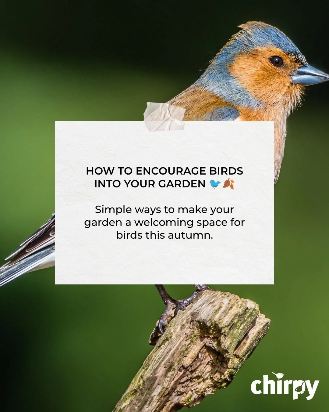 🐦🍂 Want to encourage more birds into your garden this autumn?

As the seasons change, our gardens can provide an important source of food, water and shelter for garden birds.

From offering high-energy foods and providing fresh water to leaving see