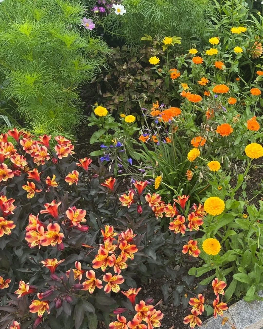 September Garden Tip: Don't be too quick to clear away fading flowers. Many late blooms continue feeding pollinators well into autumn and add beautiful seasonal colour to your borders.

Nature's autumn palette is just getting started. 🧡

#GardeningT