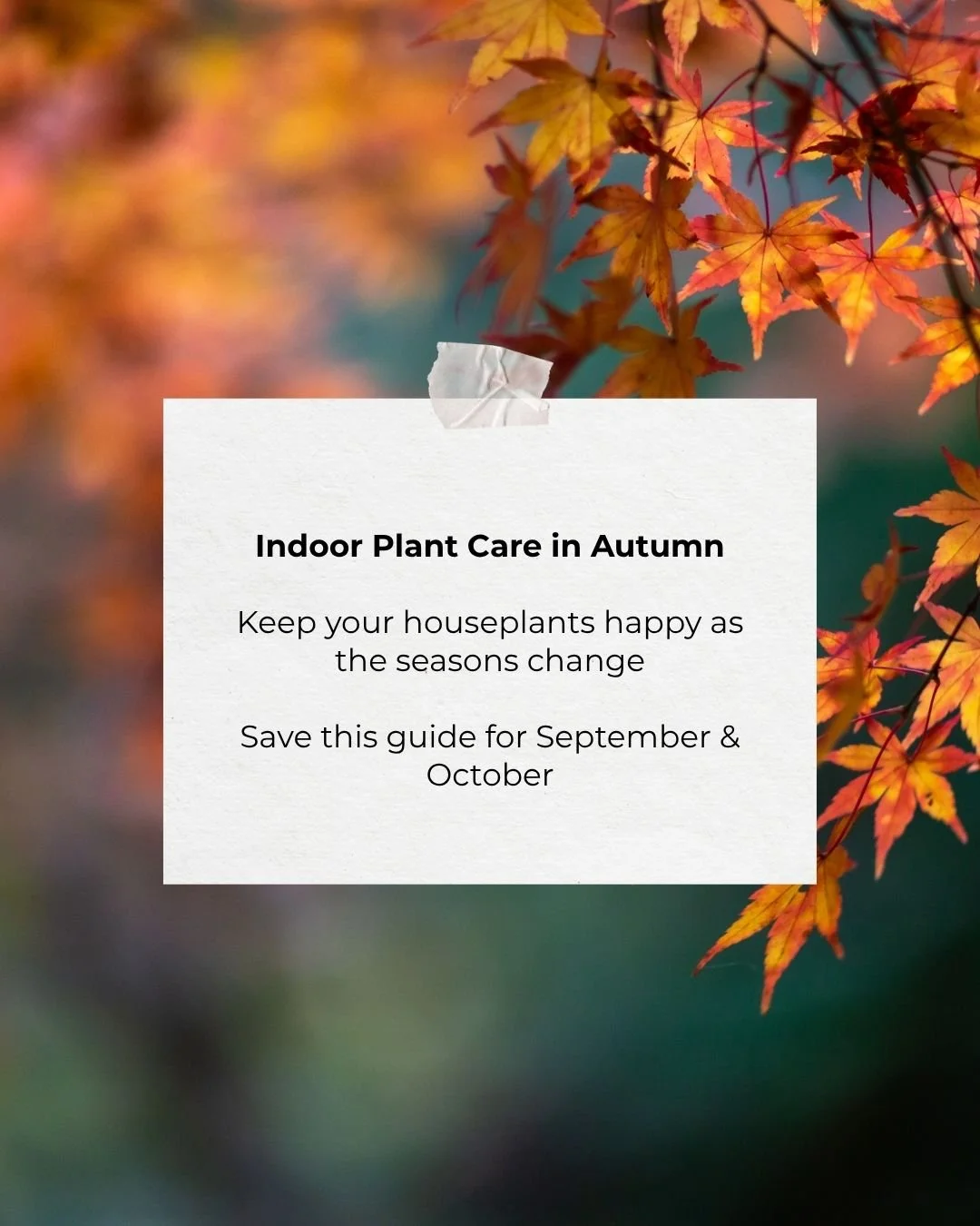As the days get shorter, your houseplants need a little extra attention. Autumn is the perfect time to adjust your care routine by reducing watering, maximising light, and keeping an eye out for pests.

A few simple changes now can help your indoor p