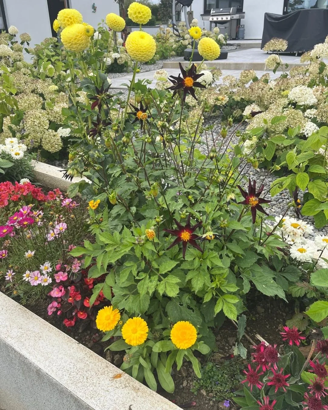 September brings a different kind of beauty to the garden 🌸🌿

There&rsquo;s still plenty of colour to enjoy, with late-season blooms adding plenty of life to borders, beds and containers.

Take a moment to enjoy the garden, keep plants looking thei