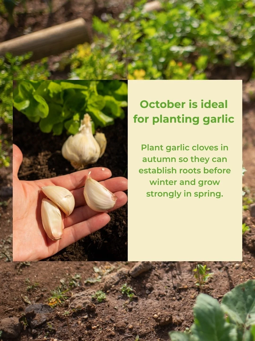🧄 Did you know October is the perfect time to plant garlic?

Plant your cloves now in a sunny spot with well-drained soil and give them time to establish before winter. With a little patience, you could be harvesting your own homegrown garlic next s