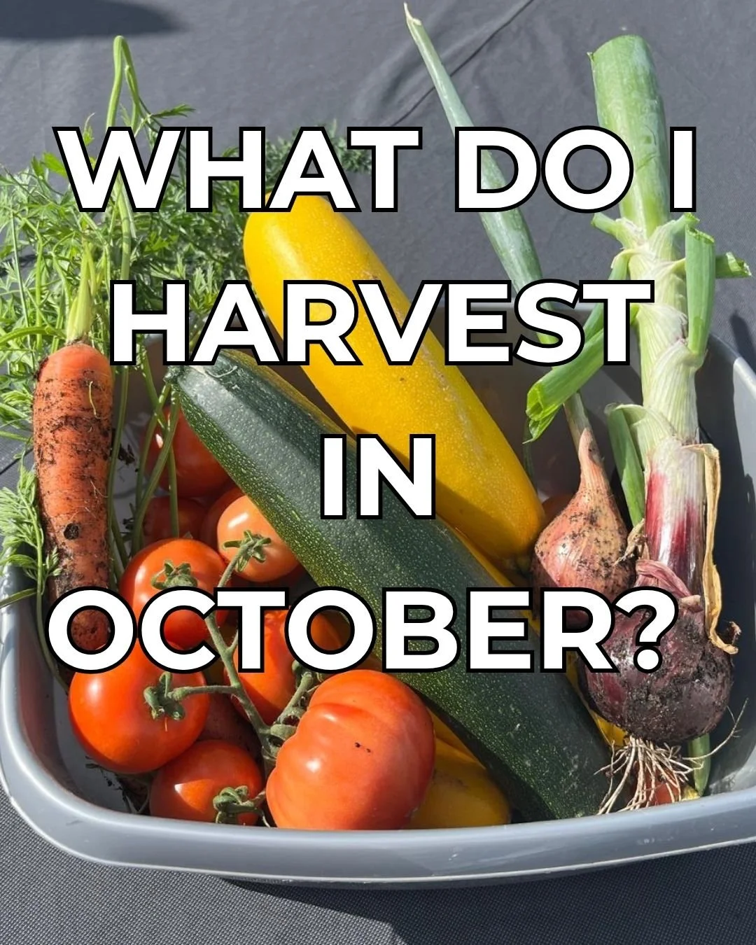 October brings the autumn harvest! 🍂🥕 

From homegrown carrots and beetroot to pumpkins, potatoes and crisp apples, there&rsquo;s still plenty to gather from the garden this month.

🍎 Pick ripe apples and pears.
🥕 Harvest carrots and beetroot as 