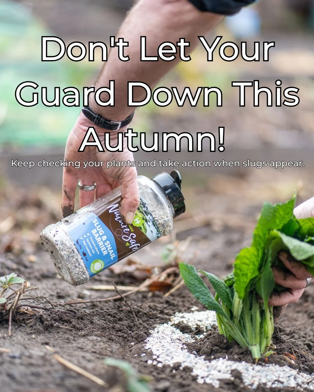Think slug season is over? Think again!

Cooler weather doesn't necessarily mean slugs disappear. Damp autumn conditions can keep them active, putting young plants and leafy vegetables at risk.

✔️ Keep an eye out for leaf damage.
✔️ Check for slugs 