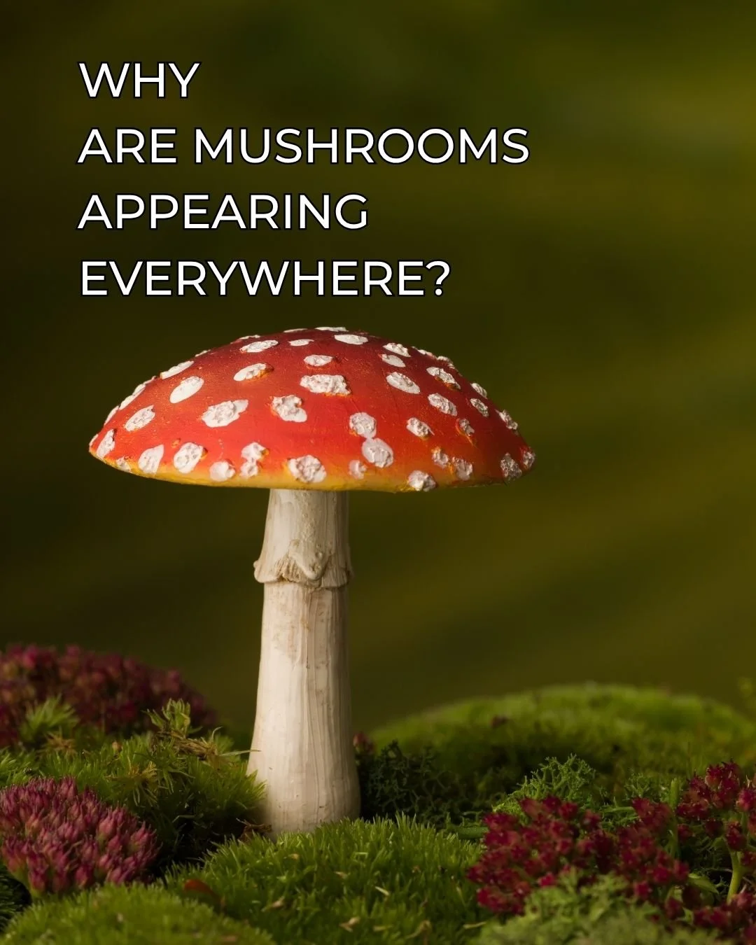 There&rsquo;s a reason! 👇

As temperatures drop and the weather becomes cooler and wetter, autumn creates ideal conditions for many fungi to produce their fruiting bodies - the mushrooms we see above ground.

But here&rsquo;s the fascinating part: t