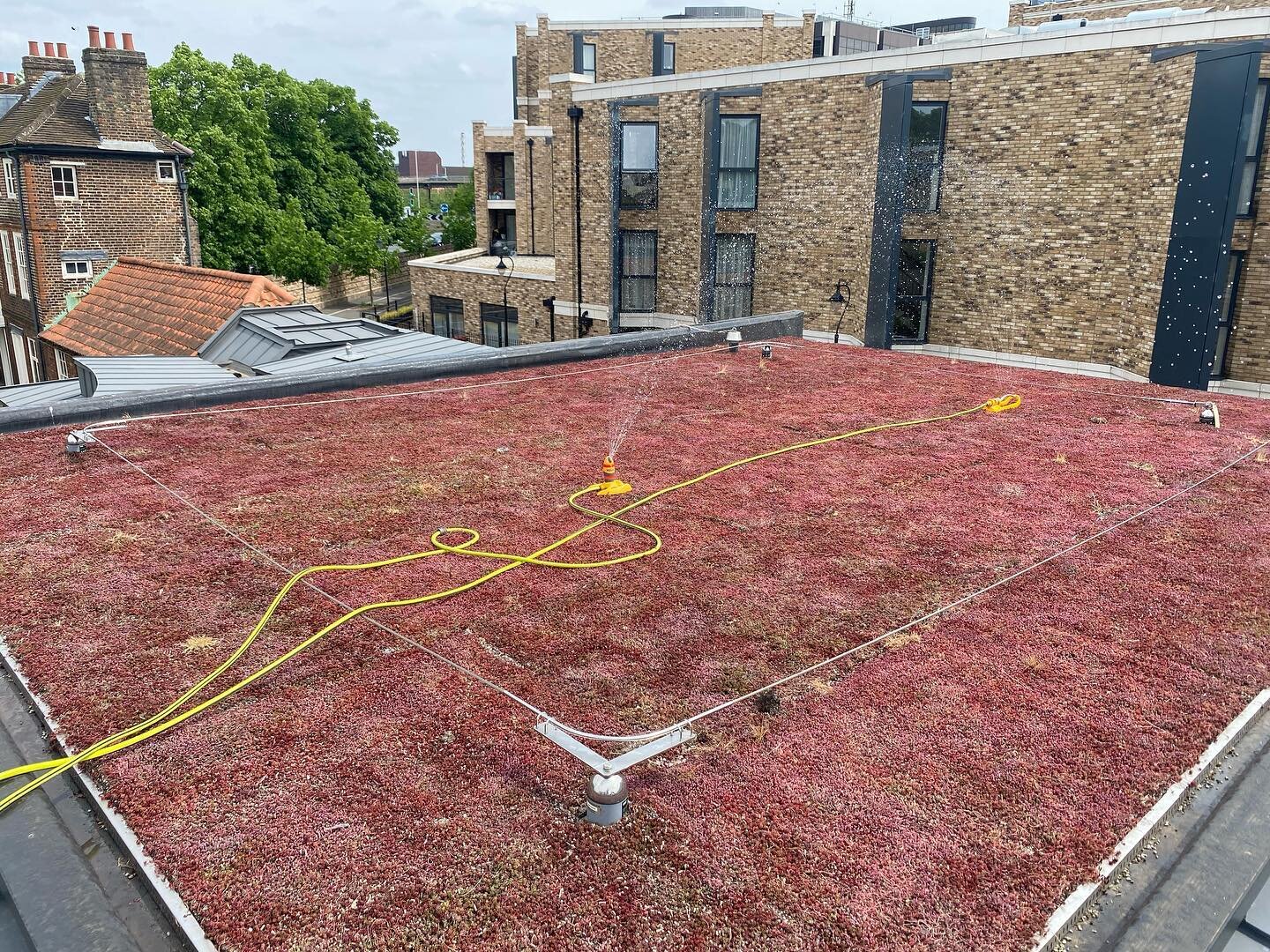 Some much needed tlc for this green roof #greenroofs #flatroofingspecialists #singleplymembrane #roofcare #roofmaintenance #waterproofing