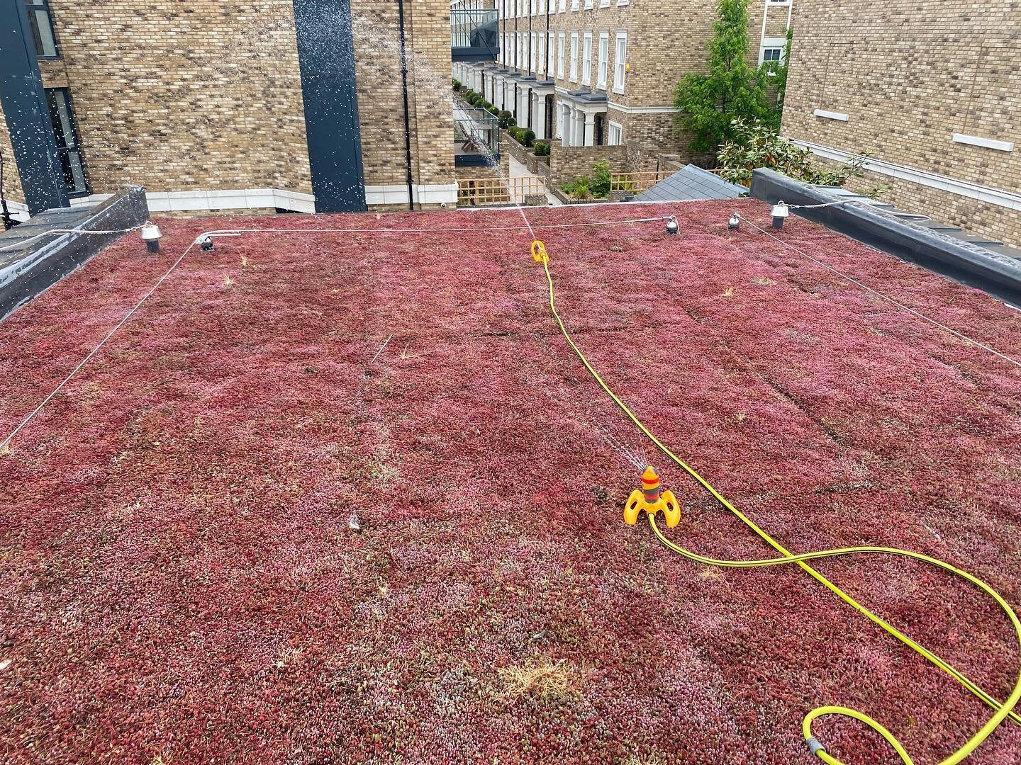 Even tho many say green roofs don&rsquo;t need any maintenance we recommend a general health check every few months to ensure it&rsquo;s healthy, doing its job and hasn&rsquo;t got any unwanted weeds that may cause problems later on #greenroof #roofc