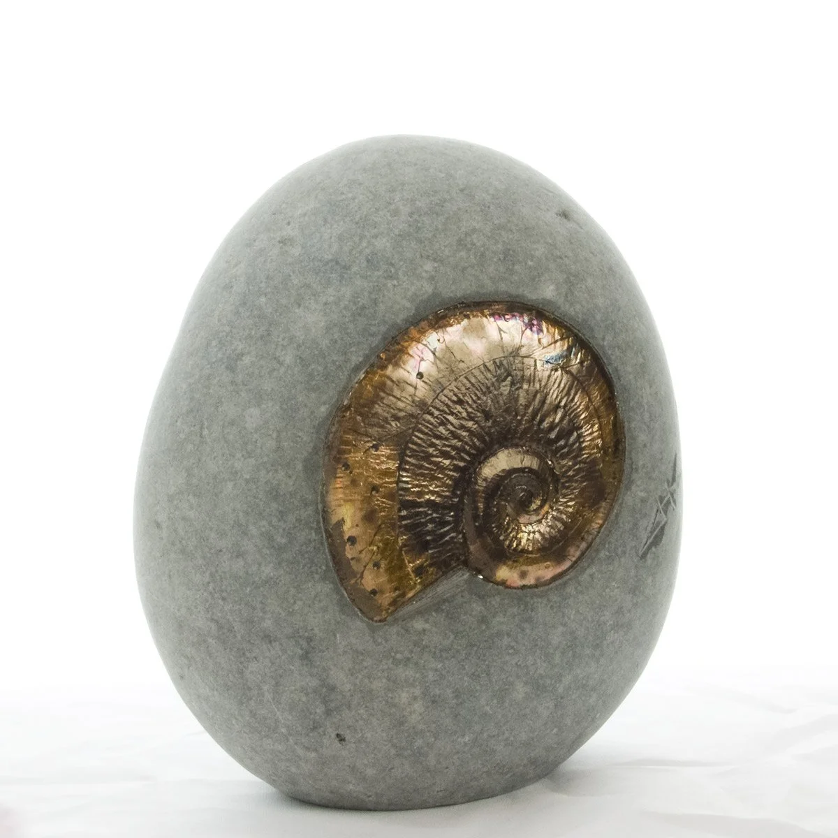 dark-variegated-nautilus-shell.jpg