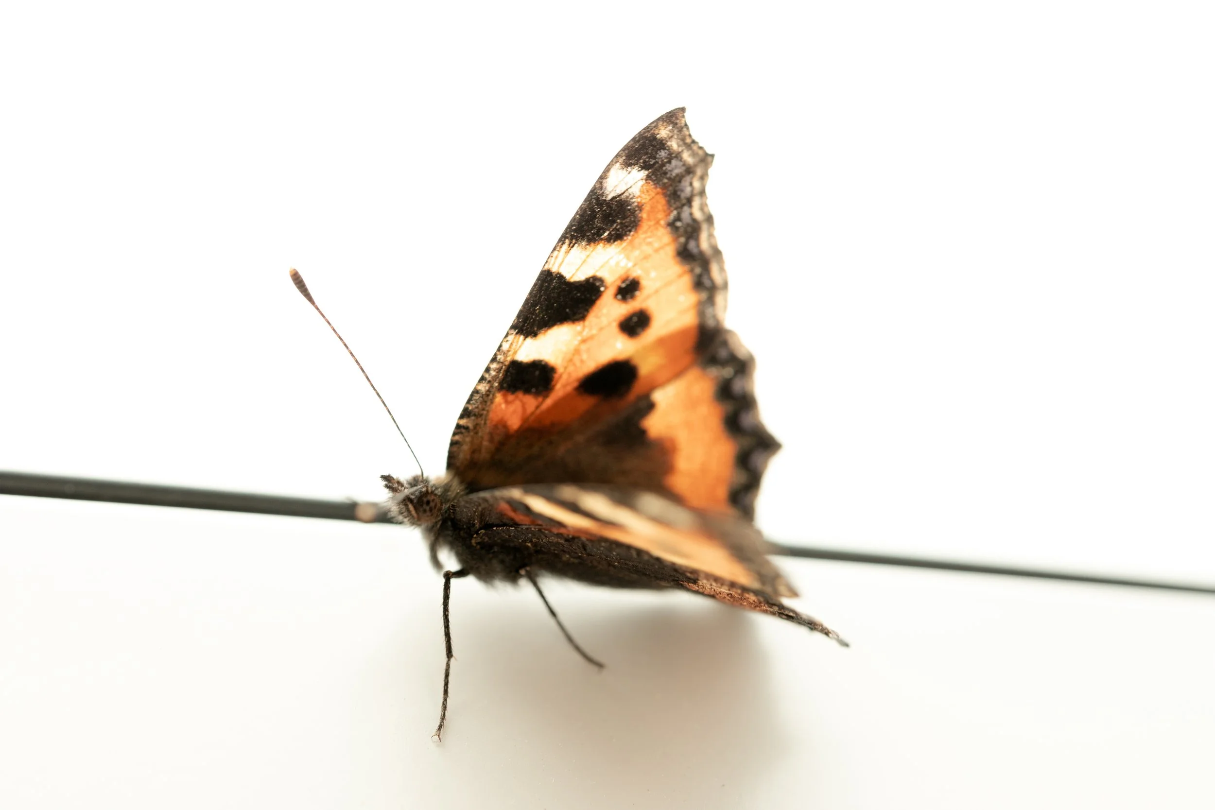 MARIPOSA VENTANA CASA 9.jpg