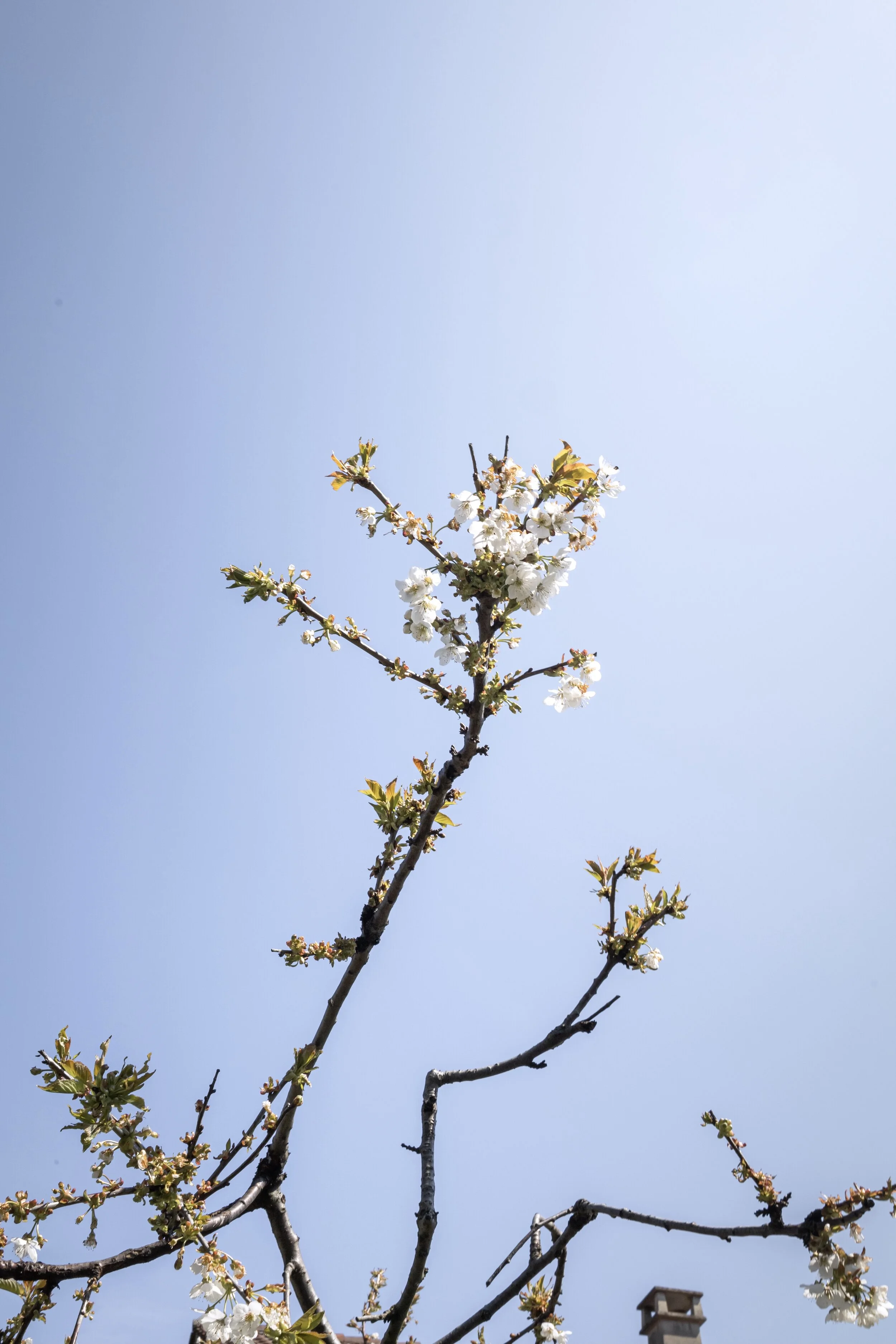 BÜMPLIZ & BERN FLORECIMIENTO-20.jpg