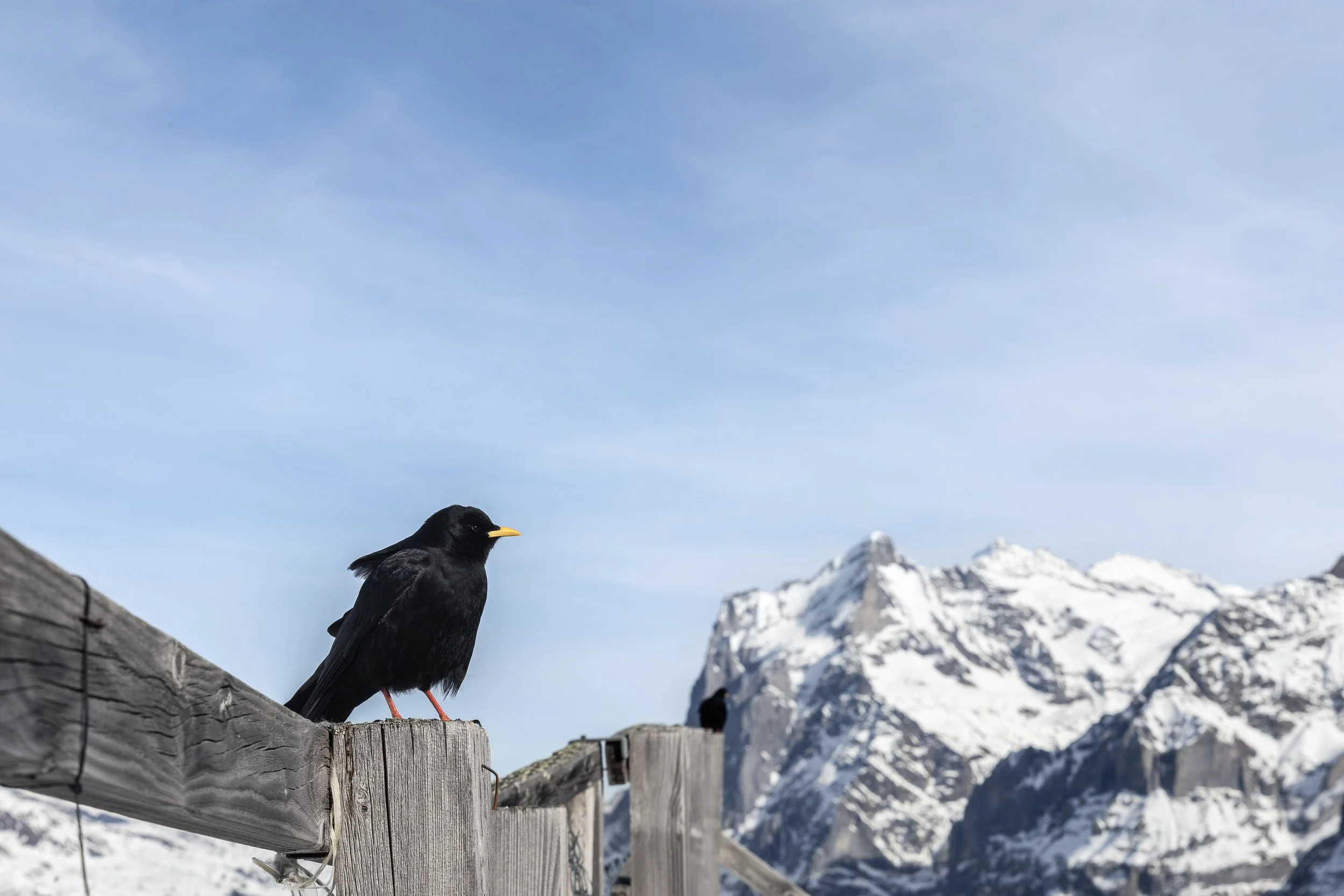 MIRLO KLEINE SCHEIDEGG-3.jpg