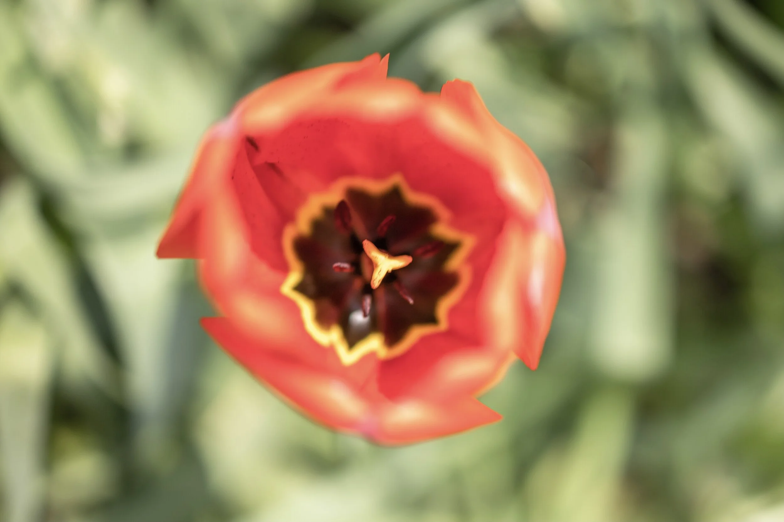 BÜMPLIZ & BERN FLORECIMIENTO-30.jpg