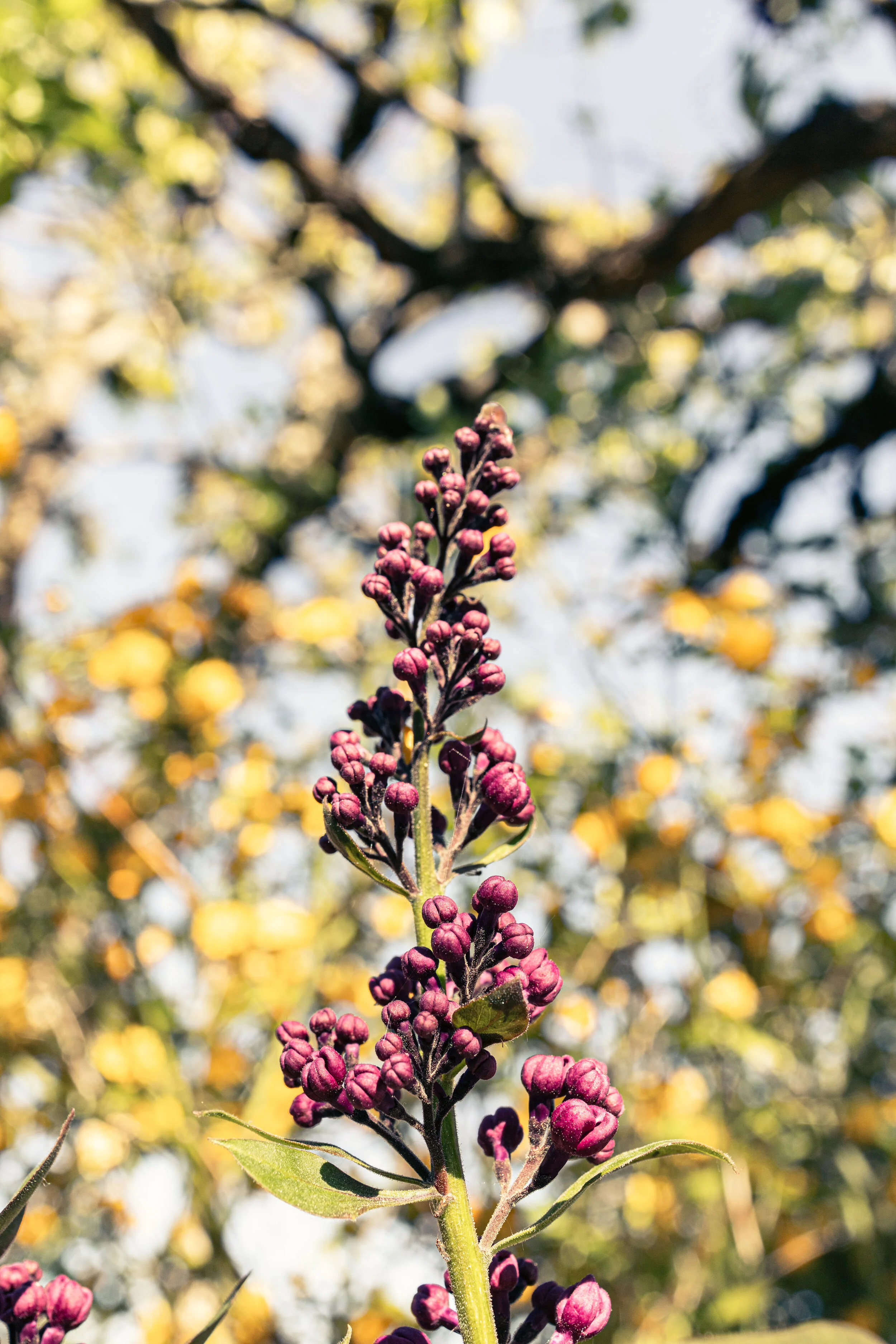 FLORES BIENNE-8.jpg