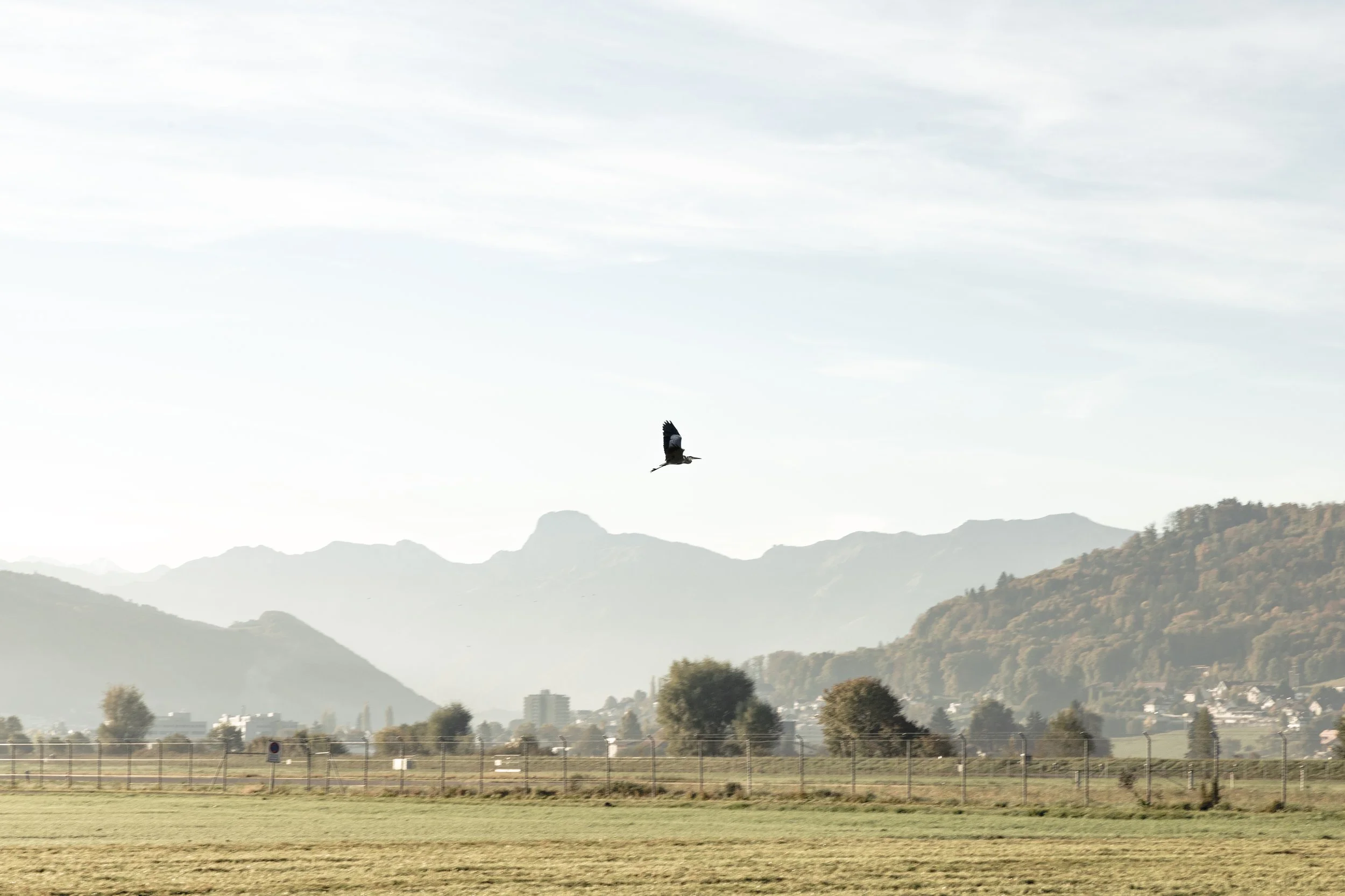 GRULLA AMANECER BELP.jpg