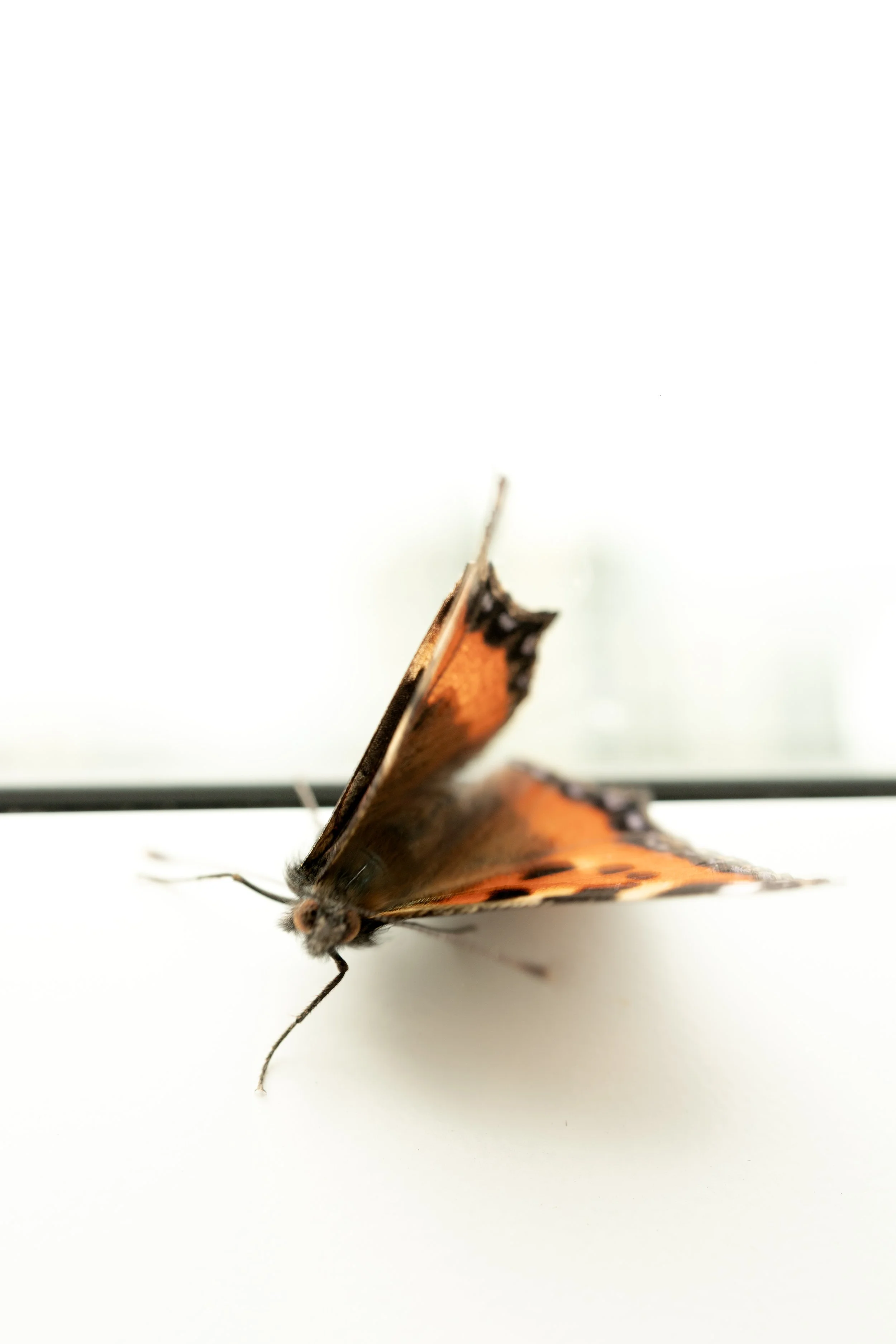 MARIPOSA VENTANA CASA 6.jpg