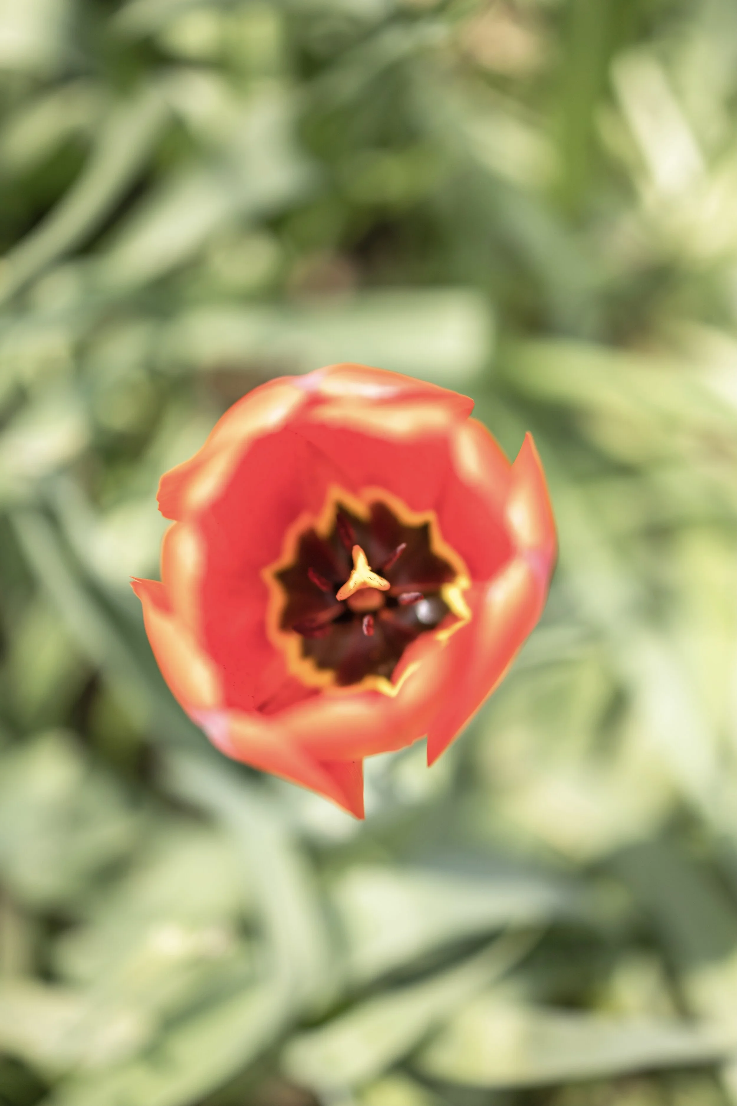 BÜMPLIZ & BERN FLORECIMIENTO-31.jpg