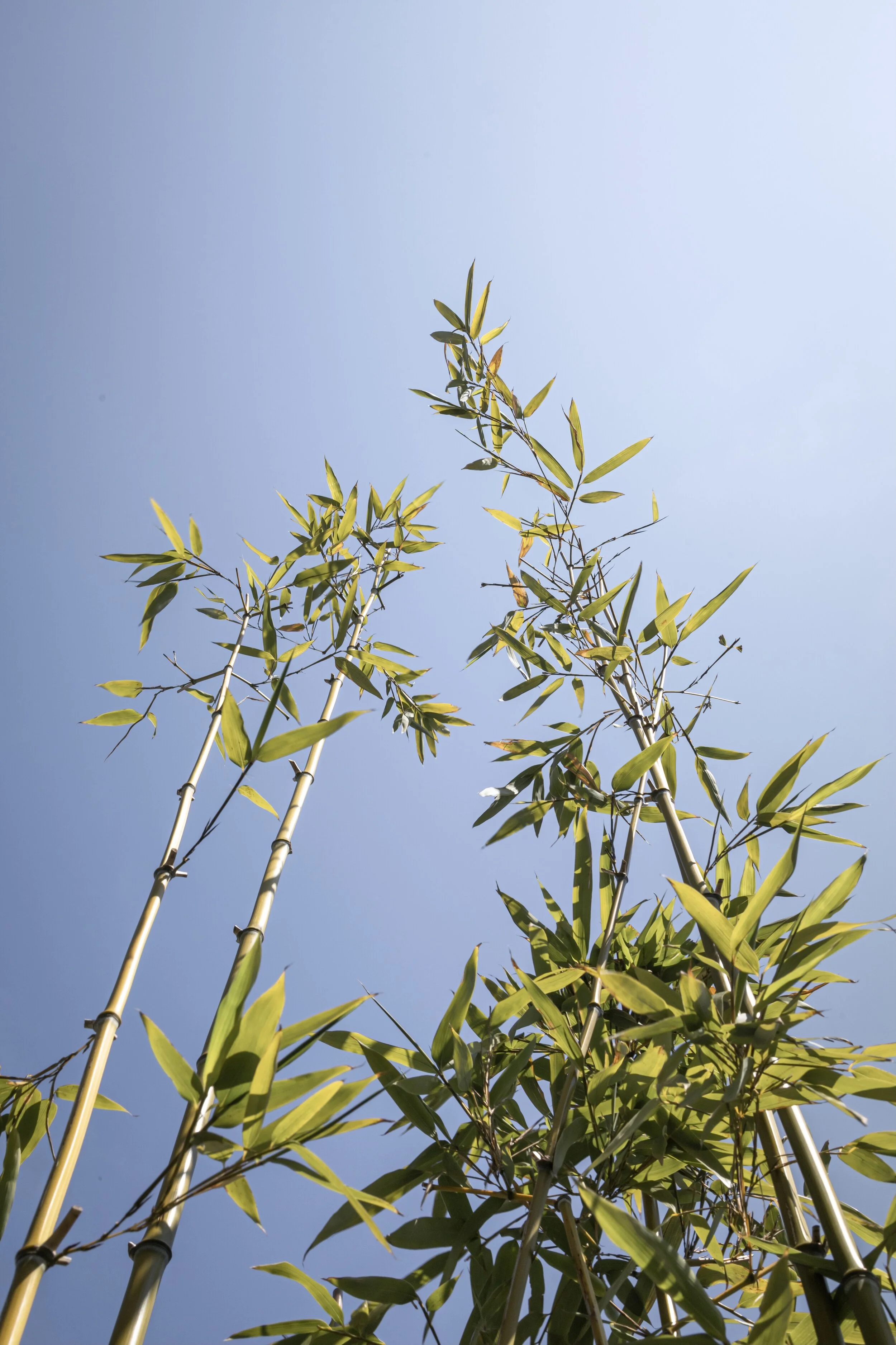 BÜMPLIZ & BERN FLORECIMIENTO-19.jpg