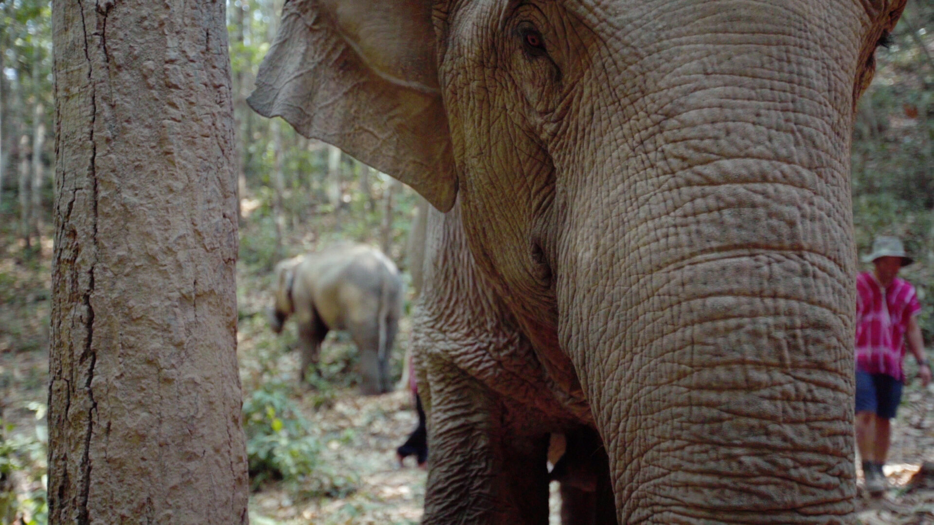 ts_elephants_02.jpg