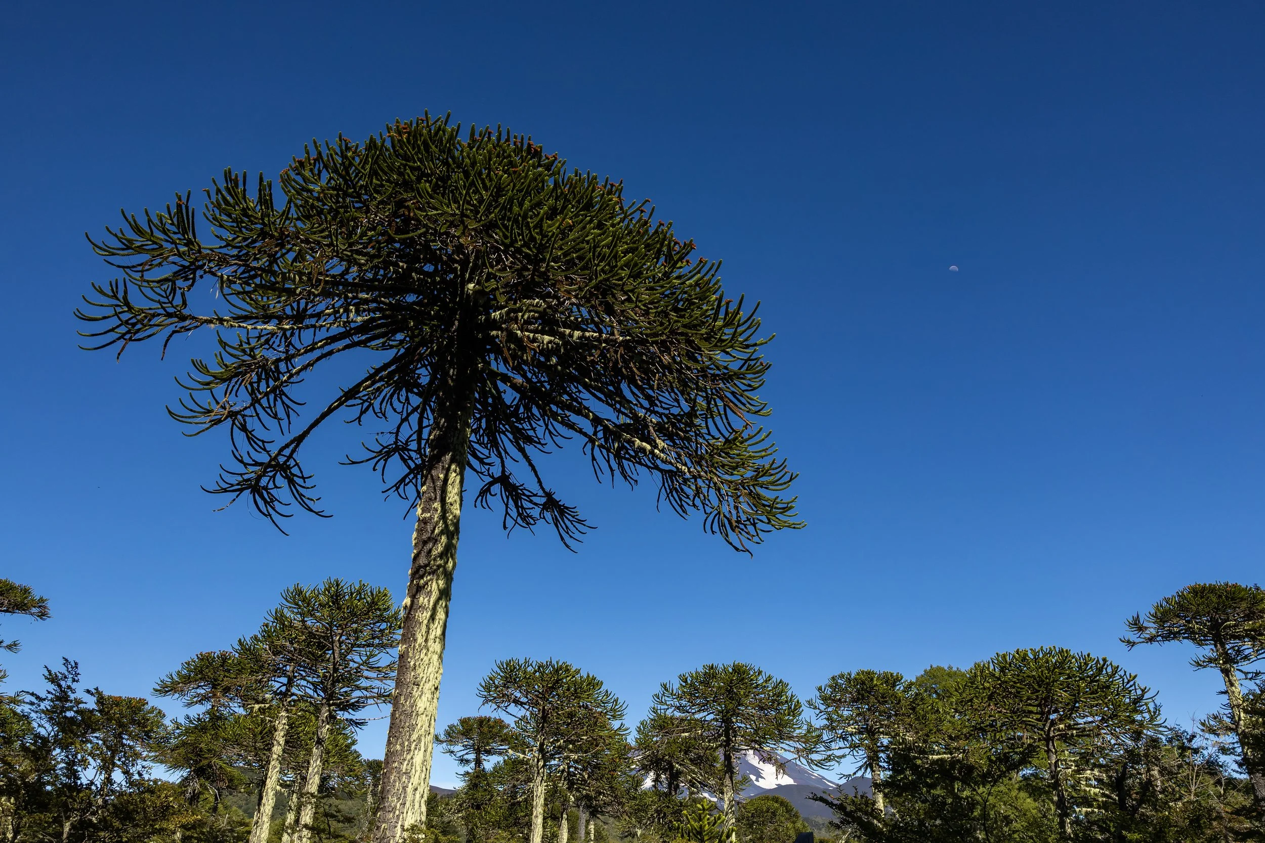 The Sacred Tree of Chile That Helps Fight Climate Change