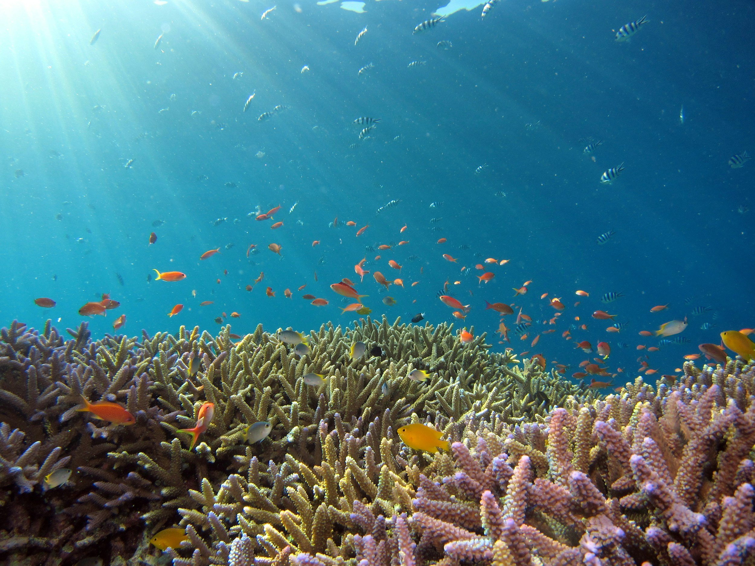 Conserving Our Oceans for Future Generations