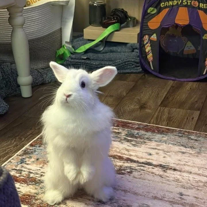 Pancake is a 1 year old cute little girl.  She's got some angora in her and will need some grooming to keep up.  She is the sweetest little escape artist and needs lots of room to explore and run around.  She's pretty good about not chewing though an