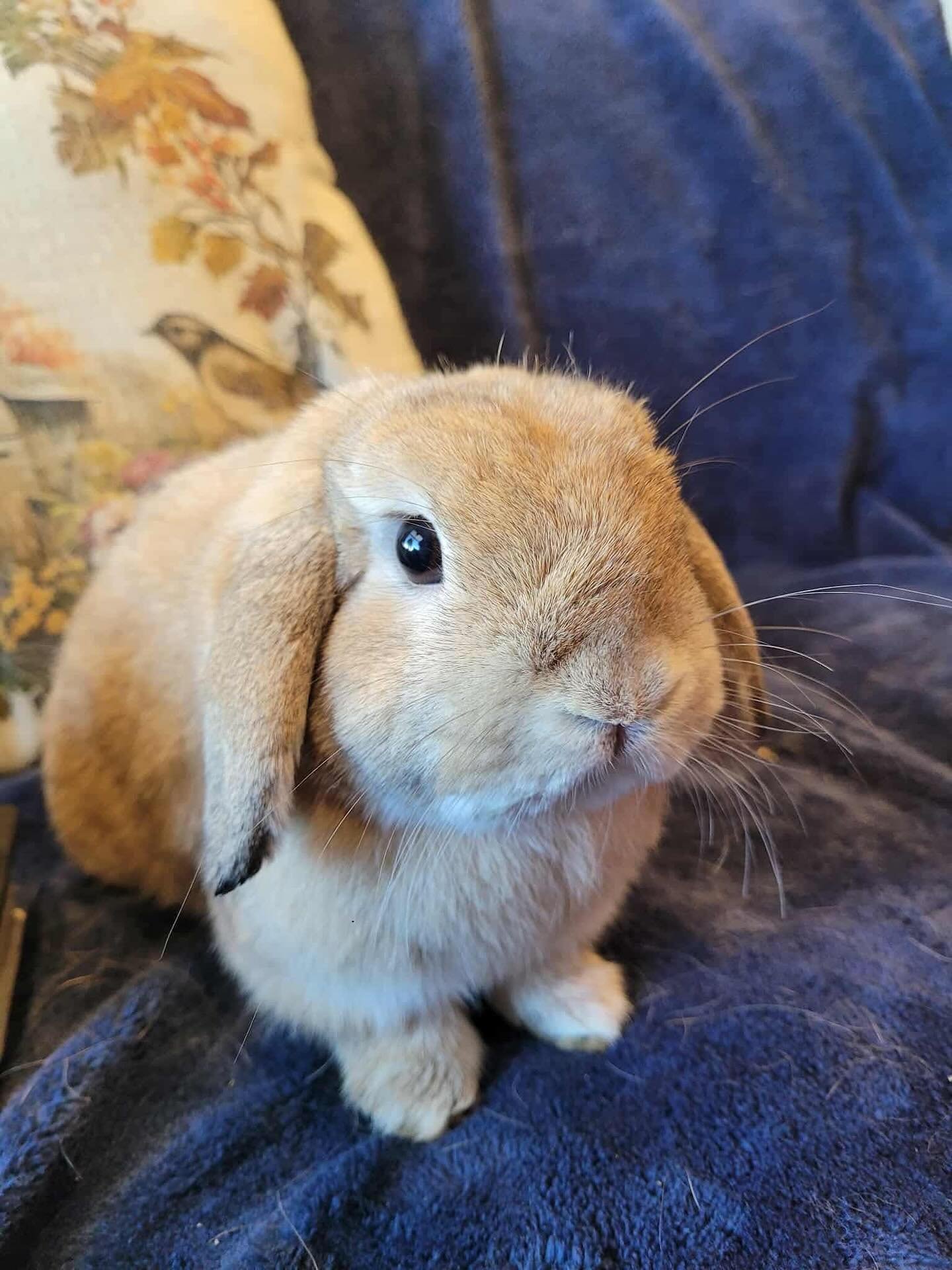 Jiji is a 1 year old male lop.  He was found dumped up a local canyon just in time.  He is one of our most friendly social buns.  He LOVES people, loves attention and has great litterbox habits.  This sweet guy would do great with another bun