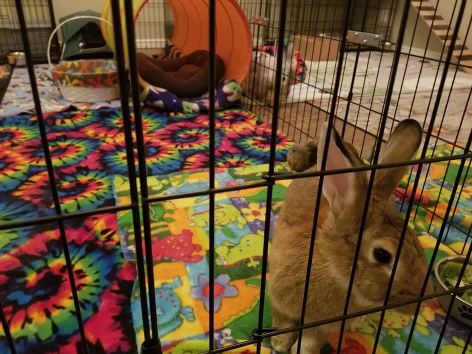 Indoor Rabbit Run Ideas