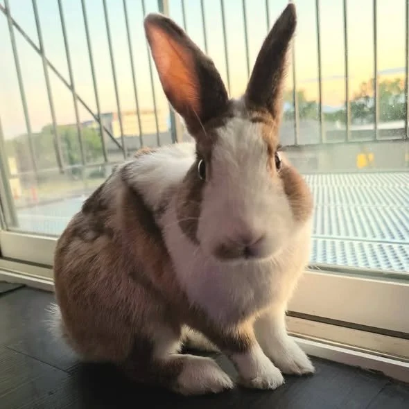 Logan is a 1 year old male American cutie that was found abandoned on the streets.  He has adapted well to indoor spoiled bun life and is looking for his mate, both human and rabbit. He has great litter habits