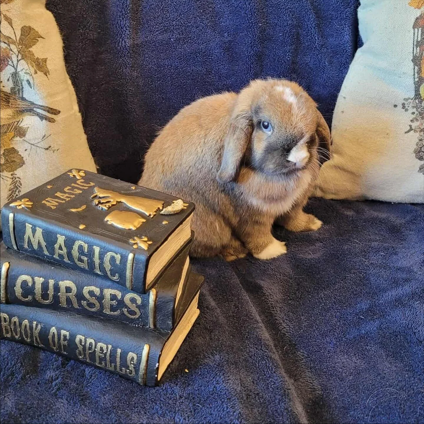 Ken is a 3 year old lop with gorgeous blue eyes.  This super sweet boy was found up a canyon just in time. He has perfect litter habits, loves attention, and would do great with another bunny.