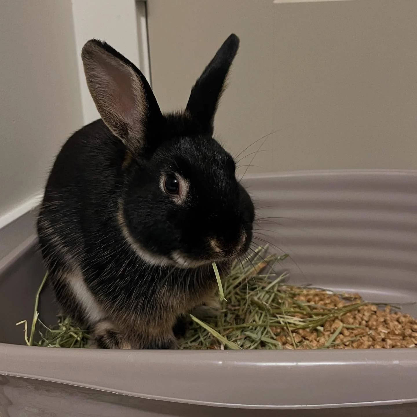 Grizzly.  This guy is a handsome black otter American Rabbit. He is another abandoned rabbit outside. He was caught by some good samaritans and joined our rescue.  He is about 1-3 years old and very sweet.  He loves to explore and would love a bunwif