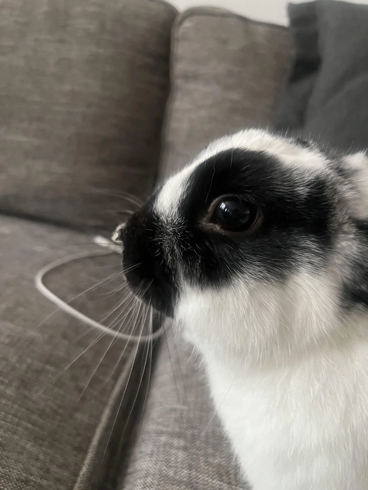 Moose. He's a 3 year old male who lived his whole life in a small cage in someone's garage.  He's a puppy bunny, who LOVES people and comes running when he sees you.  He would love to have a friend