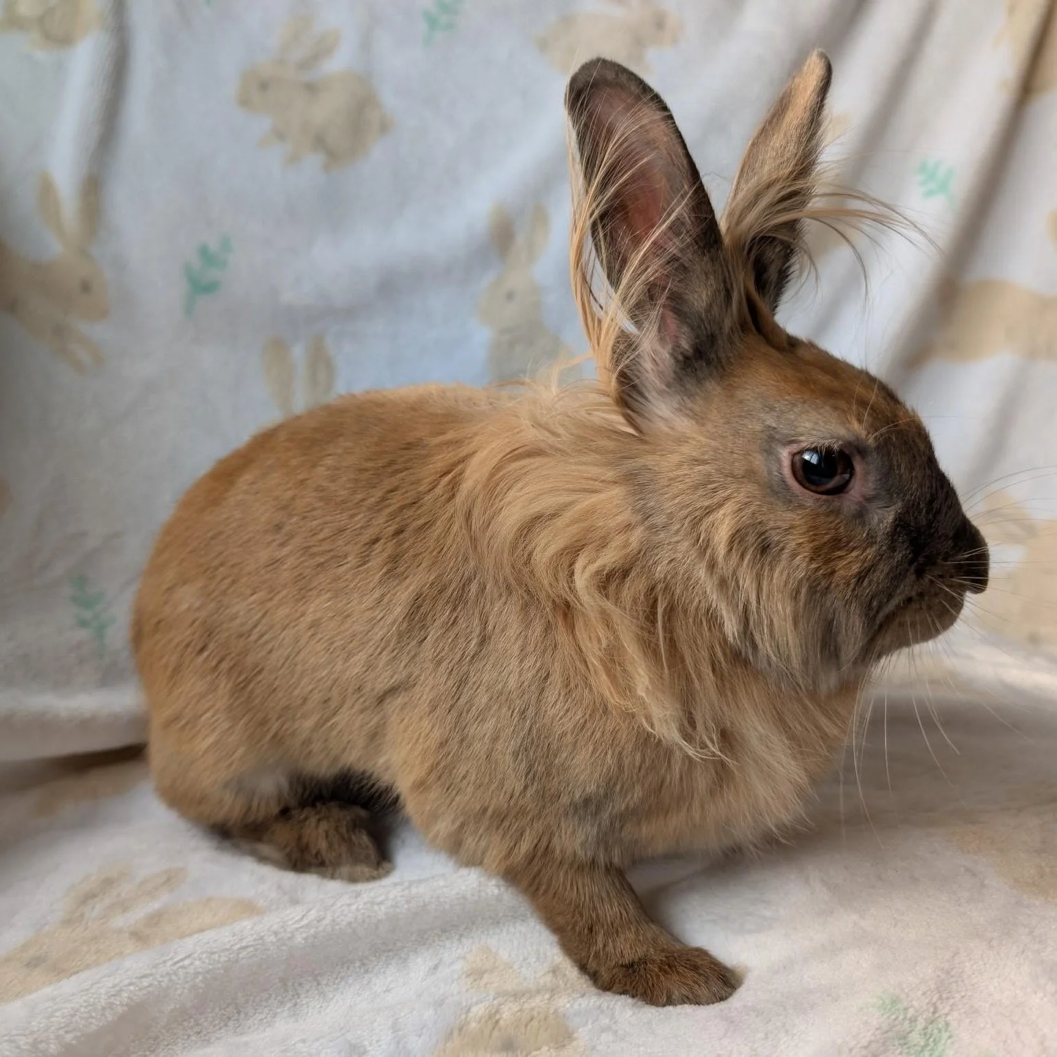 Zora is the cutest little girl.  She's a 2-3 year old lionhead who had been fending for herself for a year. She deserves the best life and bondmate as she's doing so well learning to trust again