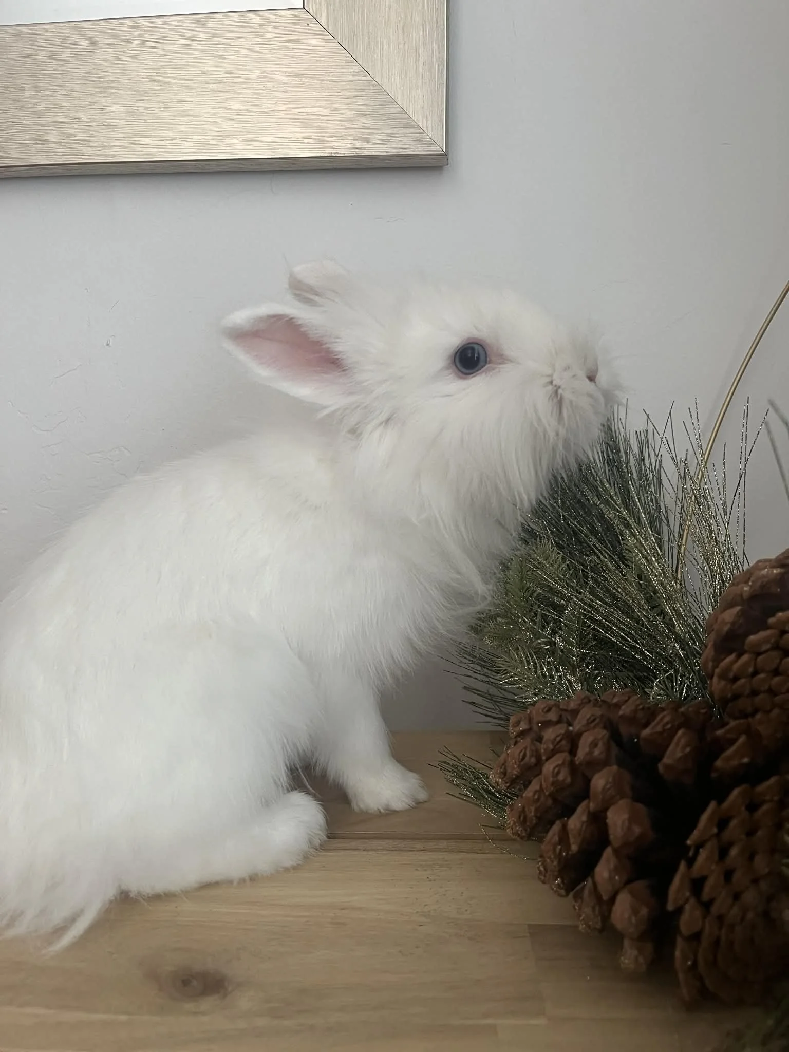 Pip.  1 year old female lionhead mix.  She's very friendly and would likely be an easy bond. 