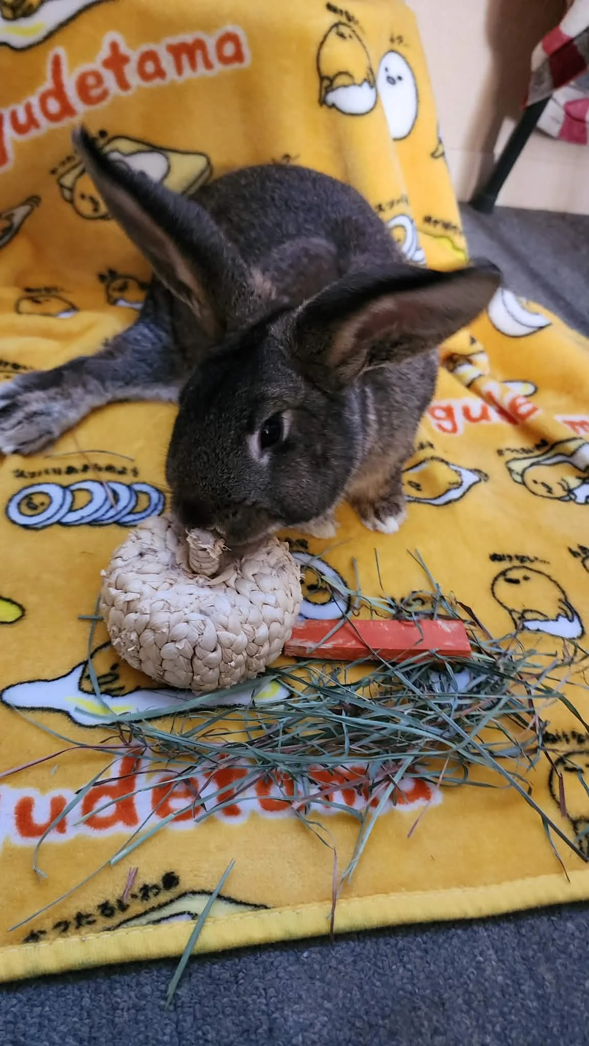 Thumper is a 3 year old boy. He was rescued from someone who has a bunny meat farm and decided they wanted to spare him.  He is a very sweet, playful boy who loves to sploot.  He has perfect manners and potty habits. He has  one splay back leg but it