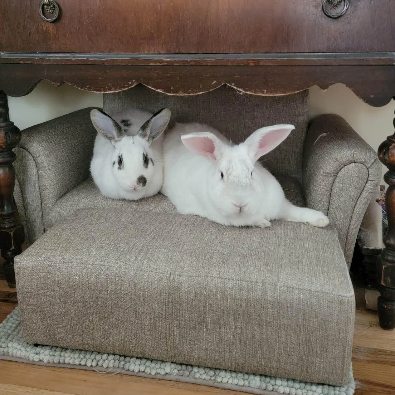 Georgie and Linus need a special home.  These guys are a bonded pair and we would never dream of separating them.  They were VERY loved by their owner but unfortunately she ran across severe health issues that forced her to give them up inspite tryin