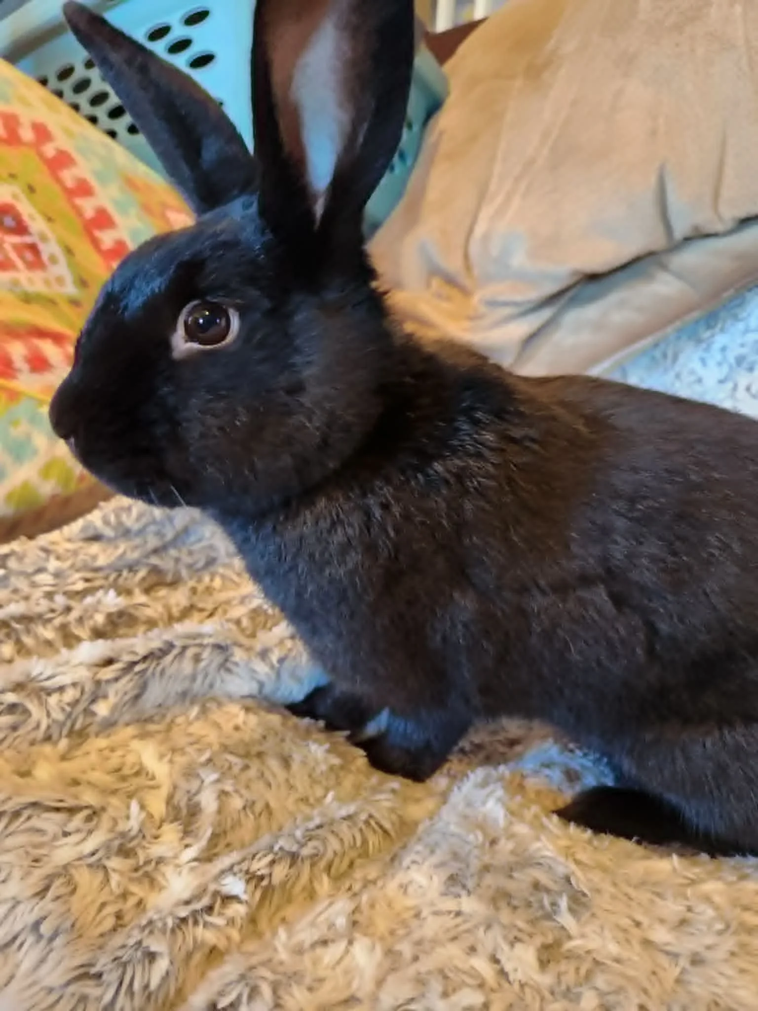 Yoshi is a cute little American rabbit.  She's almost a year old and doesn't know the meaning of the words stop or slow.  She is fearless and friendly and wants to go everywhere and see everything.  She also is a world class flopper and is one of our