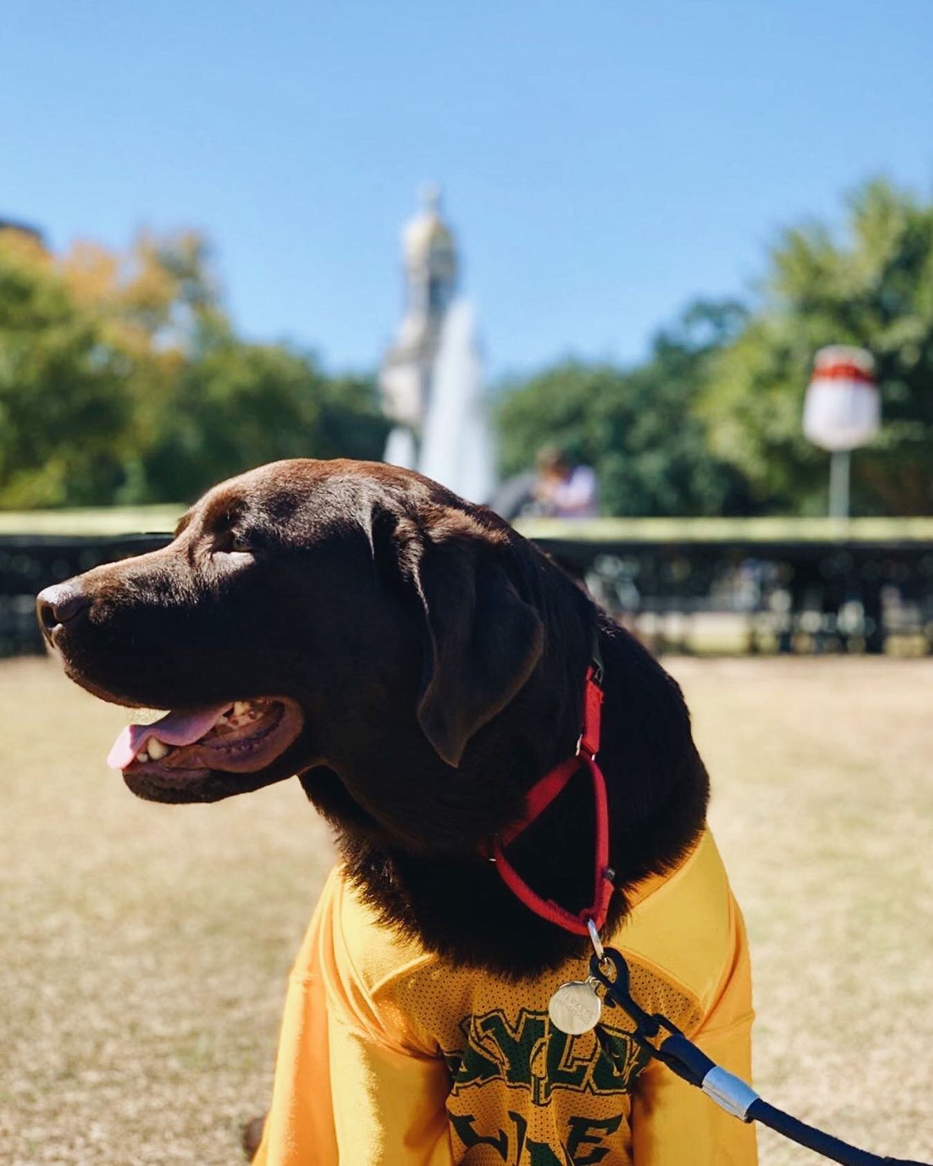 A friendly doggo reminder of what color to wear today 💛 Let's go sic some Cyclones, y'all [📸: @sarah_bivens]