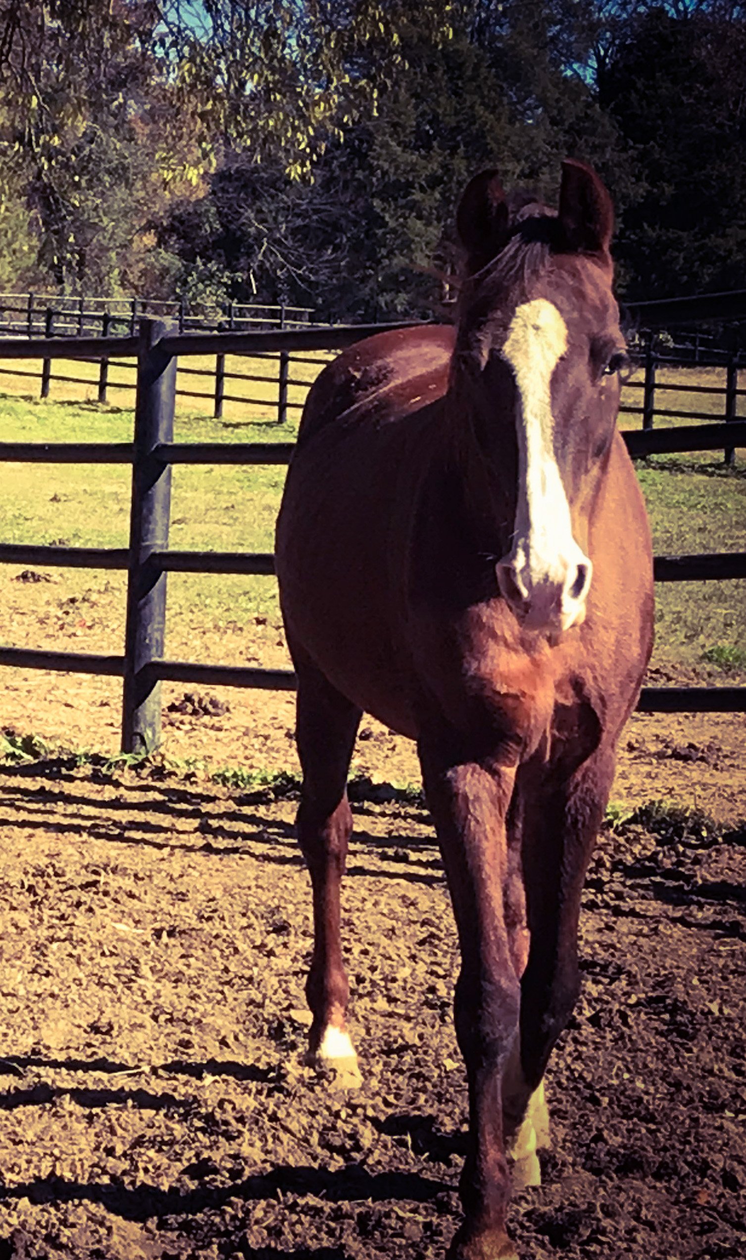 Adoptable Horses — Safe Harbor Standardbreds | Nashville, TN