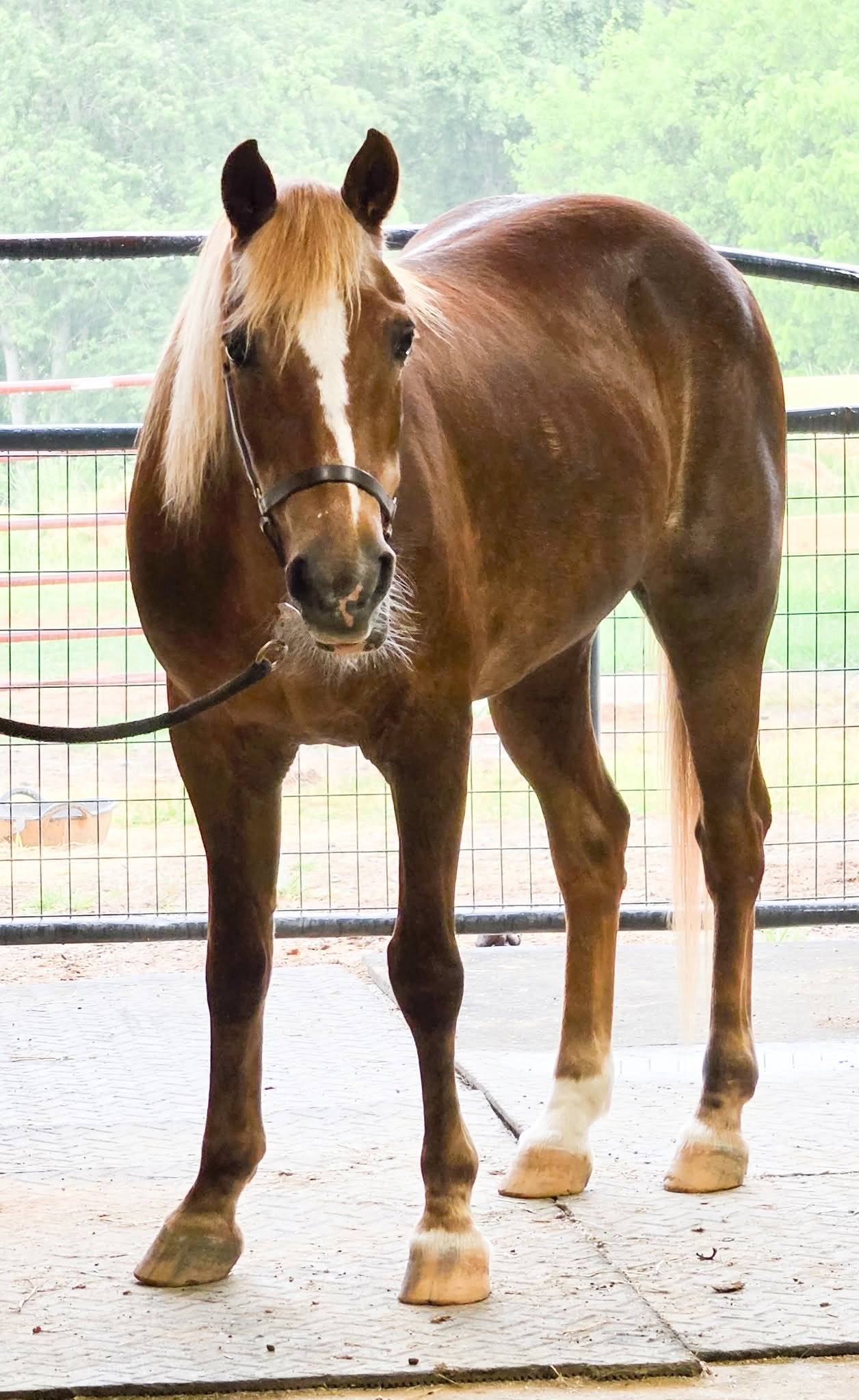 Chief Fire Horse