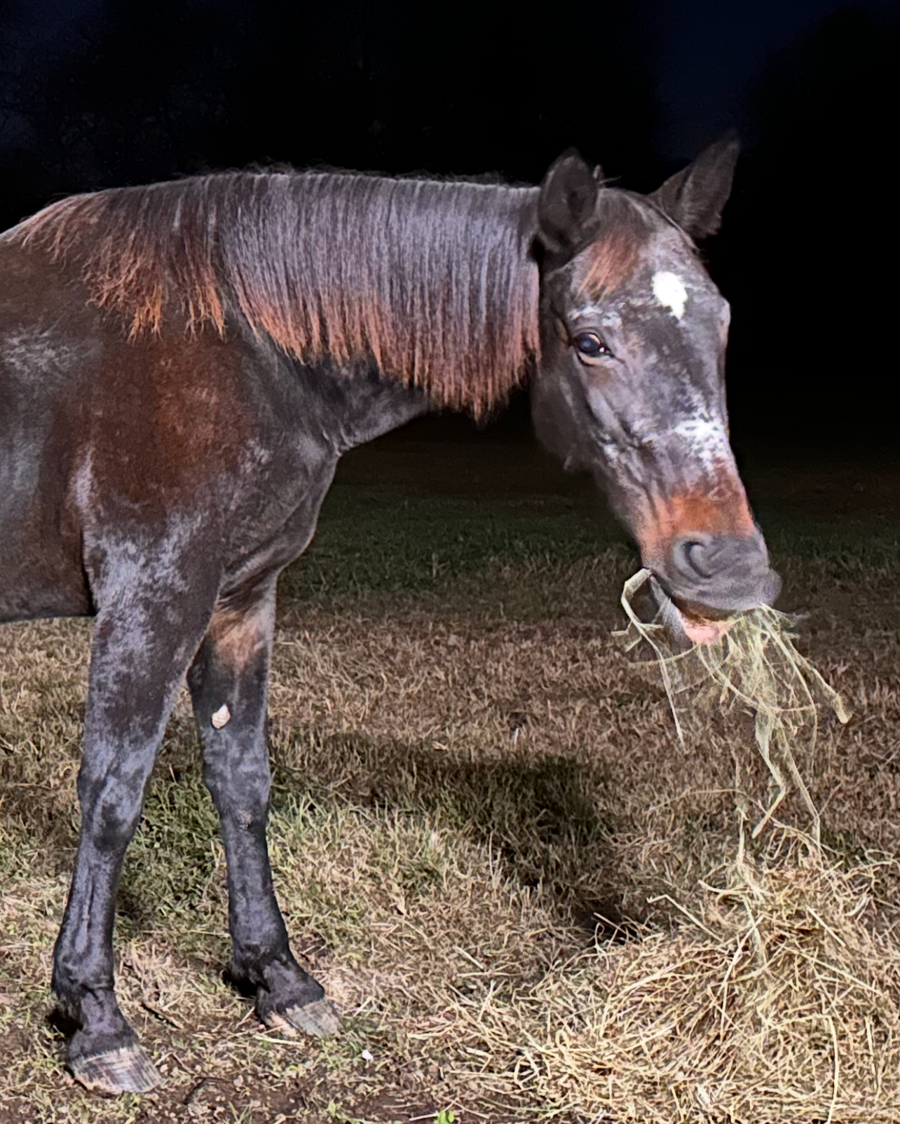Strapping Beauty eating hay goober