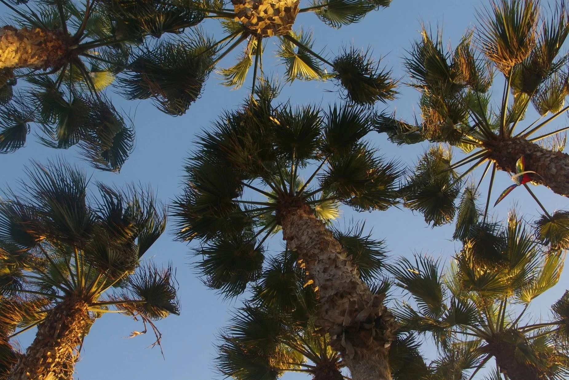 CA Palm Trees