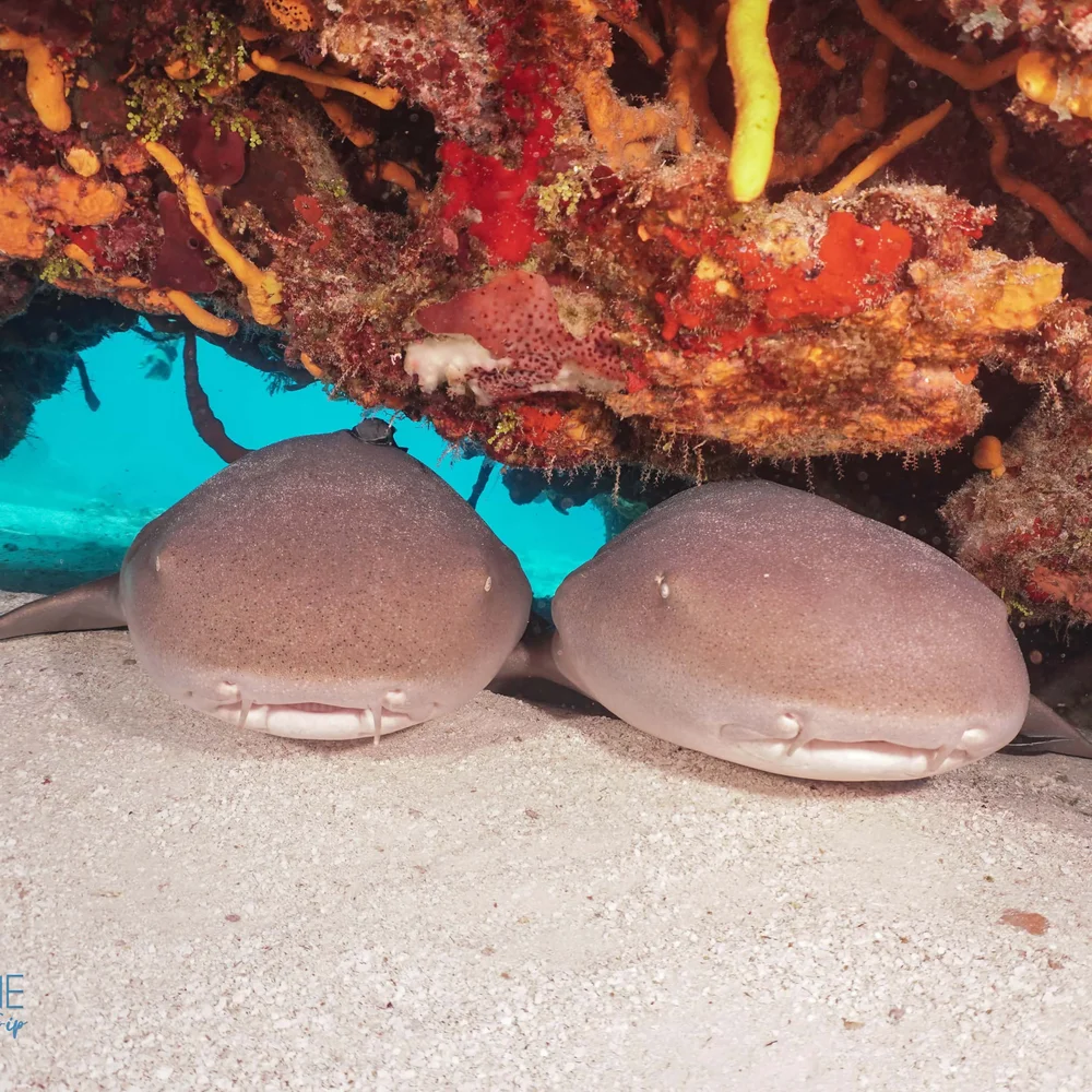 Cozumel Diving Guide September 2024 — Scuba Dive Cozumel Blue Note Scuba